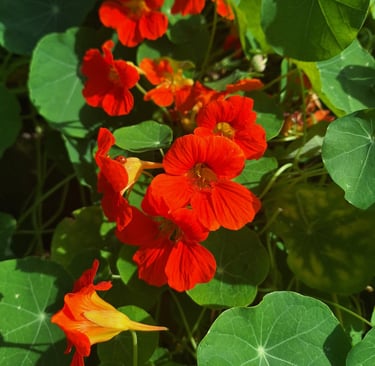 a climbing Nasturtium plant with red flowers