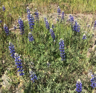Purple and white flowers in a field of green grass