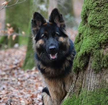 chien berger allemand Alençon