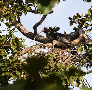 Nesting Giant Ibis
