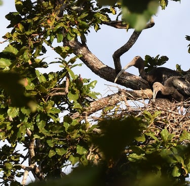Nesting Giant Ibis