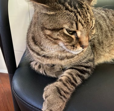 Chat polydactyle dans la maison d'Ernest Hemingway, Key West