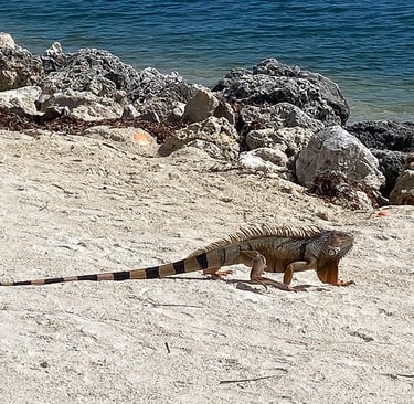 Iguane sur la plage, Islamorada