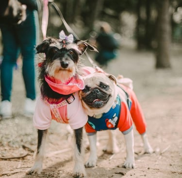 Two dog buddies enjoying the cool Charleston breeze