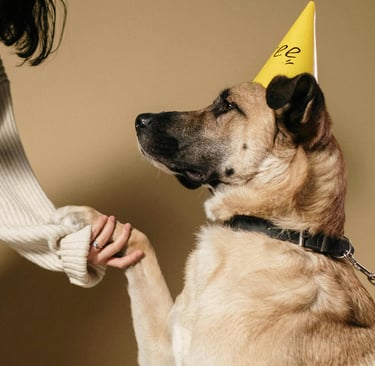 a dog learning to "shake"