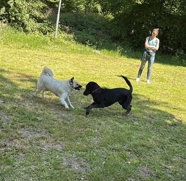 2 Hunde bei der Sozialkontaktstunde