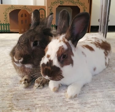 Click to learn about how you can help rabbits