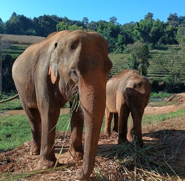 Cosa vedere a Chiang Mai - Santuario Elefanti