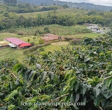 tour cafetero pereira