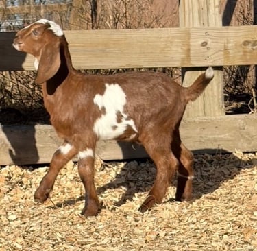 Brown and white goat walking 