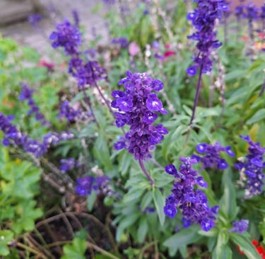 a small drought tolerant Ajuga bush with flowers