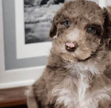 Chiot caniche royal avec un pelage beige, brun et blanc, adorable et curieux.