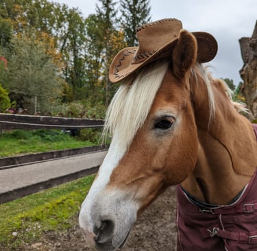 Pferd Cowboyhut