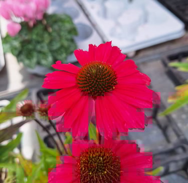 red Dwarf Coneflower perennials