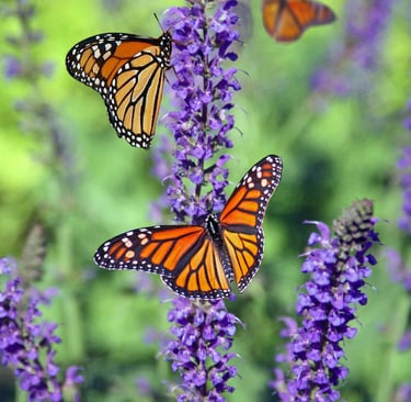 Butterlies on flowers to represent nature, personal growth, homesteading, gardening