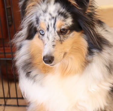 Pastor de las islas de shetland, Maravryan shelties, Shelties de Maravryan, Shetland sheepdog