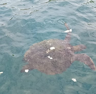 Tartaruga marina a Isla De La Plata