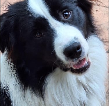 Black and White Stud Dog Border Collie