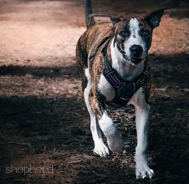 action pup