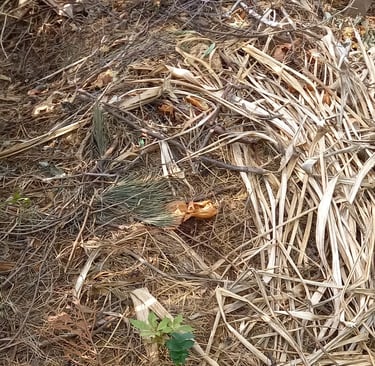 multiple composting ingredients in a compost pile together