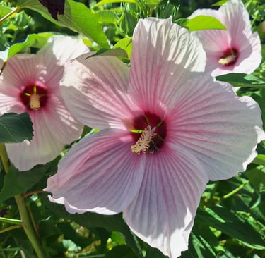 two large pink-white flower on a bush