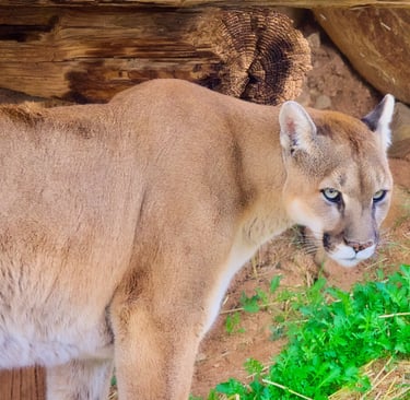 A powerful mountain lion or cougar standing near a wooden log in its natural habitat.