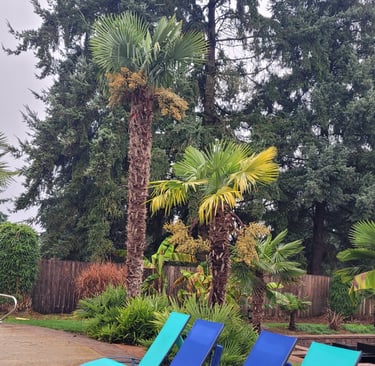 25' Windmill Palm amongst others