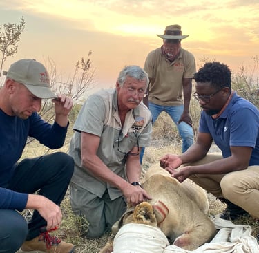 Dr Erik and the research team placing a satellite tracking collar on an immobilized lioness