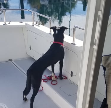 dog on boat