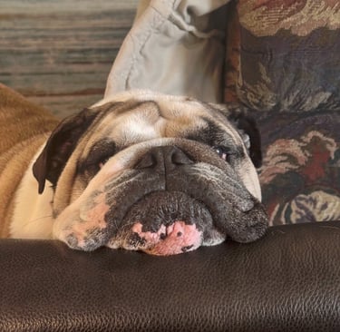 Buddy - A tough day cleaning pools!