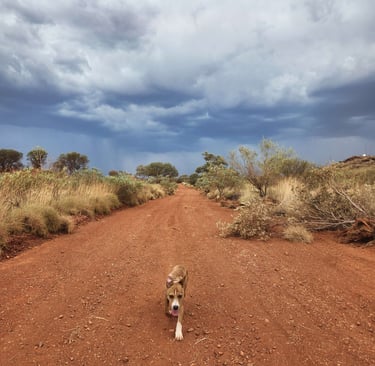 dingo dog australia outback pilbara