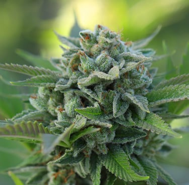 Fleurs de CBD disponible chez Natural Bud
