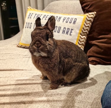 Photo of Joey, a Netherland Dwarf rabbit
