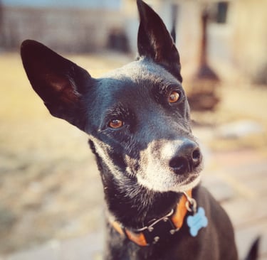 Alert, inquisitive black dog with pointy ears and white whiskers. Photo by Robin Can Do It! Pet Sitting near Carbondale, CO. 