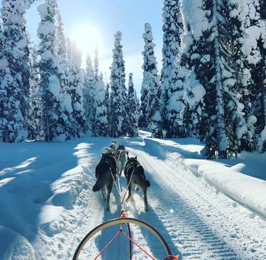 Fairbanks, AK - Dog sledding in winter and summerr