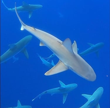 Shark Snorkeling North Shore O'ahu
