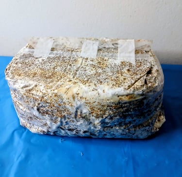 Blue Oyster mushroom fruiting block