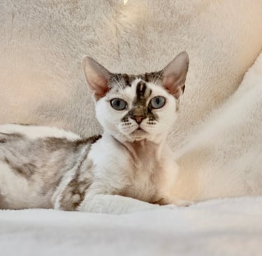 Mikki Mouse sitting on a couch with a white blanket
