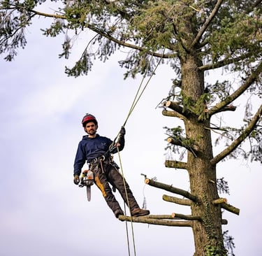 élagueur grimpeur encordé dans un arbre