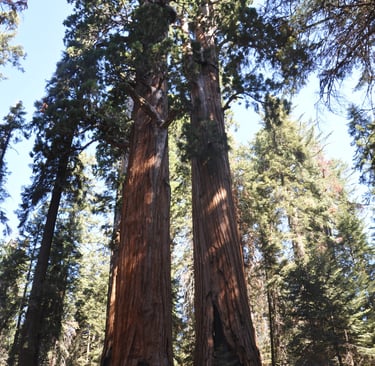 two large giant sequoia trees in a forest with a blue sky