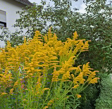 yellow flowering Septmber plants called Goldenrod