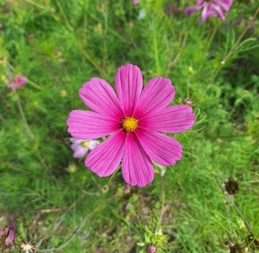 one pink Cosmos flower growing in June