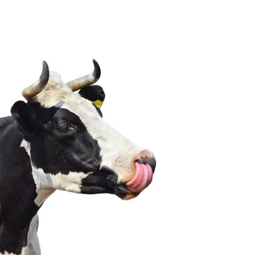 Krowa używana w identyfikacji wizualnej produktów Weihs Livestock.