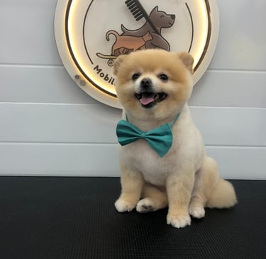 a dog wearing a bow tie after groomed by Fluffy Tails