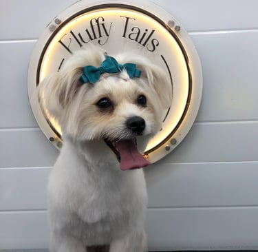a dog sitting after groomed by fluffy tails professional groomers