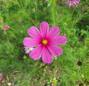 one pink Cosmos flower growing in June