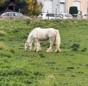 Médiation animale handicap Neuville-en-Ferrain