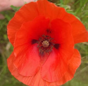 coquelicot cercle de femmes féminin sacré sororité 44