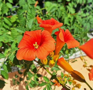 multiple bright Orange flowers blooming in full sun