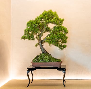 Pine Bonsai displayed in tokonoma